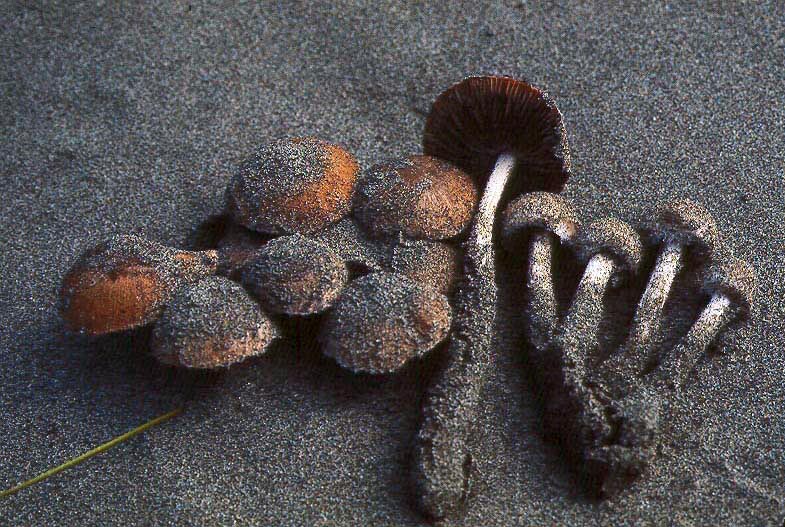 Psathyrella ammophila